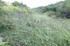Enteropogon monostachyos